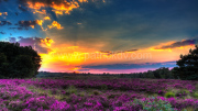 Landscape-2018004